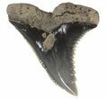 Fossil Hemipristis Shark Tooth - Maryland #42515-1